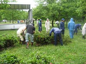 Tree and shrub planting / Tree and shrub planting